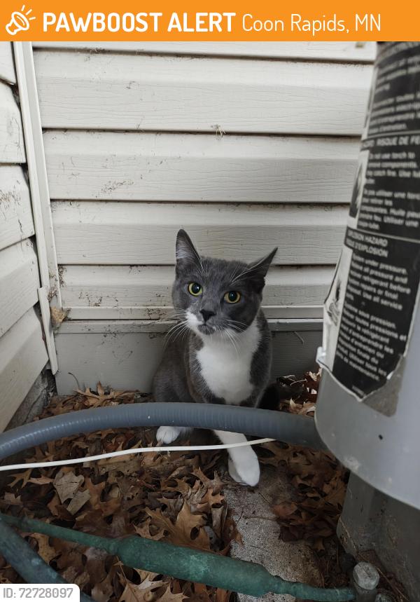 Found/Stray Female Cat last seen Drake St NW, Coon Rapids, MN 55433