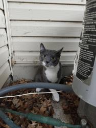 Found/Stray Female Cat last seen Drake St NW, Coon Rapids, MN 55433