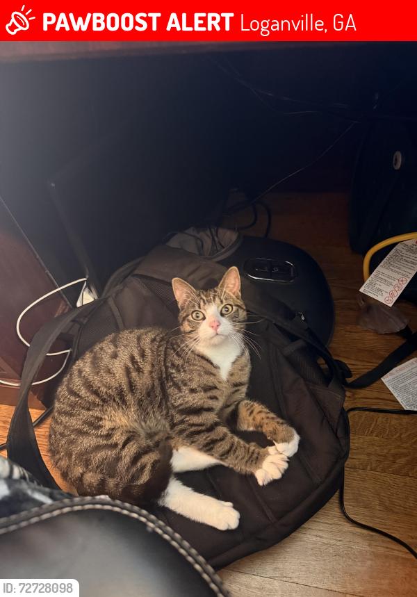 Lost Male Cat last seen Near center hill church rd Loganville, ga 30052, Loganville, GA 30052
