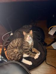 Lost Male Cat last seen Near center hill church rd Loganville, ga 30052, Loganville, GA 30052
