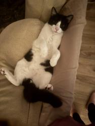 Lost Male Cat last seen Yorktown and Delaware near whitesands dr, Huntington Beach, CA 92648