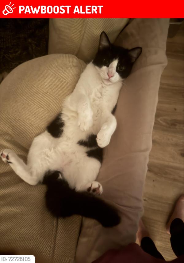 Lost Male Cat last seen Yorktown and Delaware near whitesands dr, Huntington Beach, CA 92648