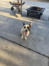 Found/Stray Female Dog last seen woodbury middle school, Las Vegas, NV 89121