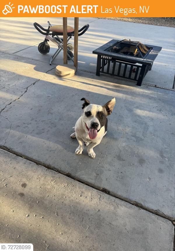 Found/Stray Female Dog last seen woodbury middle school, Las Vegas, NV 89121