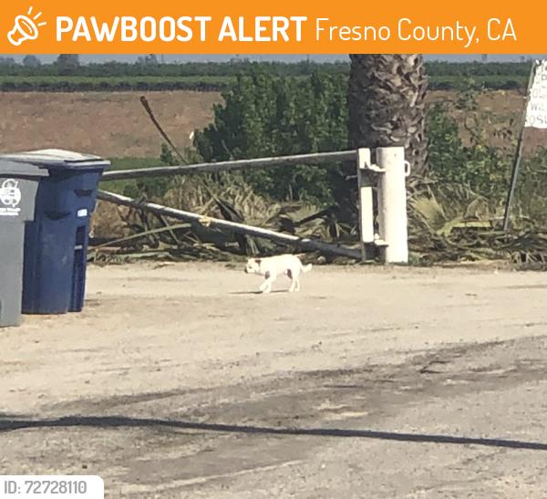 Found/Stray Male Dog last seen Herndon and enson, Fresno County, CA 93723