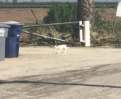 Found/Stray Male Dog last seen Herndon and enson, Fresno County, CA 93723