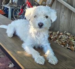 Lost Male Dog last seen Galemont avanone, Hacienda Heights, CA 91745