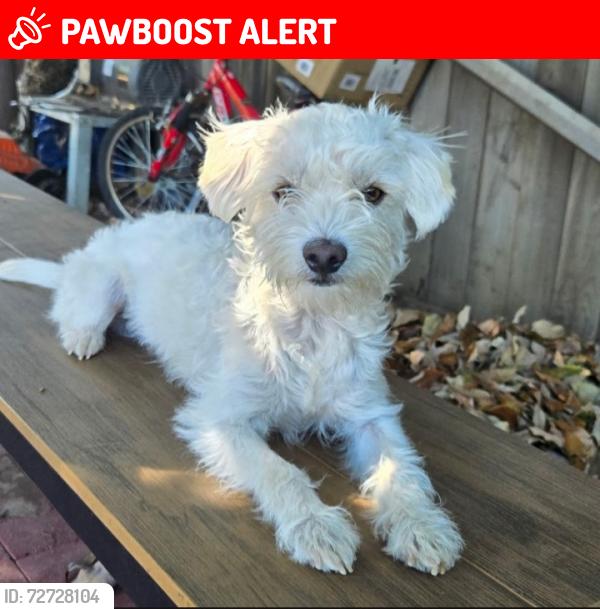 Lost Male Dog last seen Galemont avanone, Hacienda Heights, CA 91745
