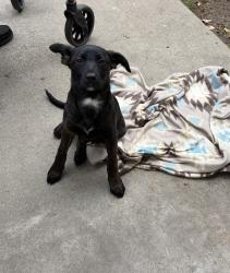 Found/Stray Female Dog last seen Jamestown st , Stockton, CA 95207