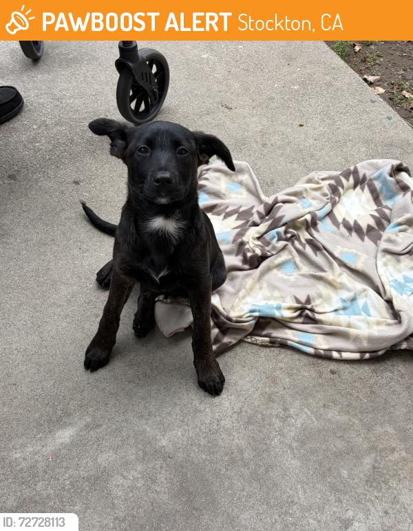 Found/Stray Female Dog last seen Jamestown st , Stockton, CA 95207