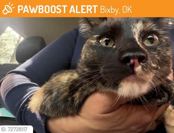 Found/Stray Female Cat last seen 21st bixby, Bixby, OK 74008