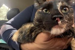 Found/Stray Female Cat last seen 21st bixby, Bixby, OK 74008