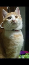 Lost Male Cat last seen Near s 2850 w West Haven utah, West Haven, UT 84401