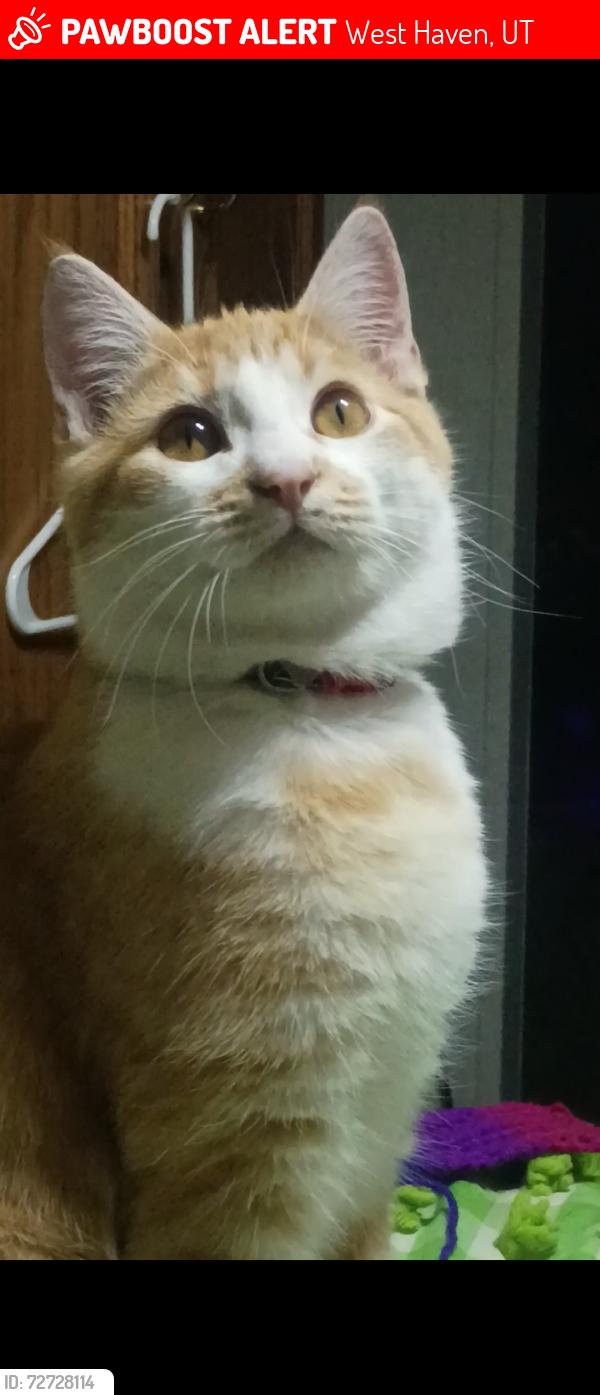 Lost Male Cat last seen Near s 2850 w West Haven utah, West Haven, UT 84401