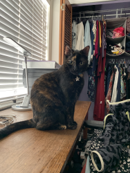 Lost Female Cat last seen 72nd St and 30th Ct. Ernest R Graham Elementary , Hialeah, FL 33018