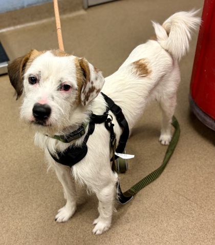 Shelter Stray Male Dog last seen Near Airport Road Atlanta, GA 30341, 30341, GA, Atlanta, GA 30341