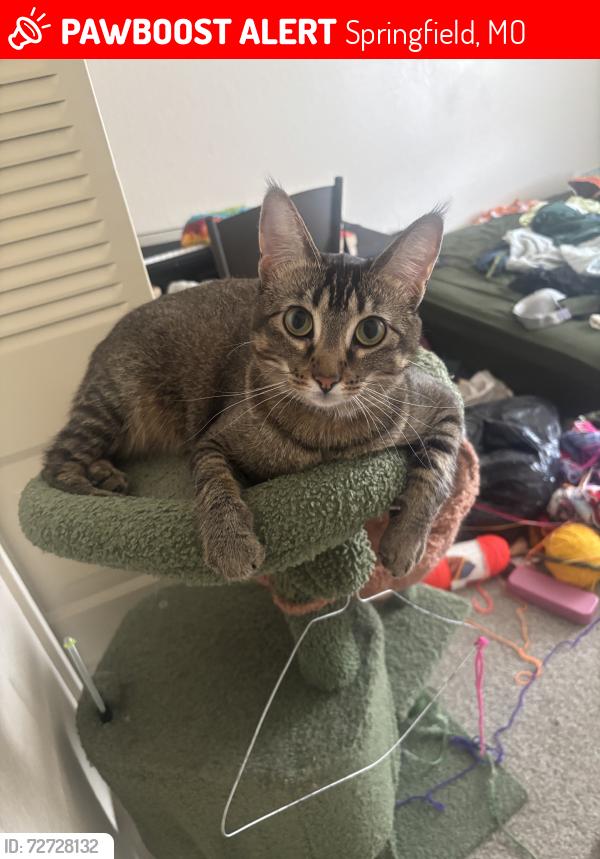 Lost Female Cat last seen Aldi, Springfield, MO 65807