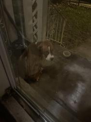 Found/Stray Male Dog last seen Near th street, Chicago, IL 60628