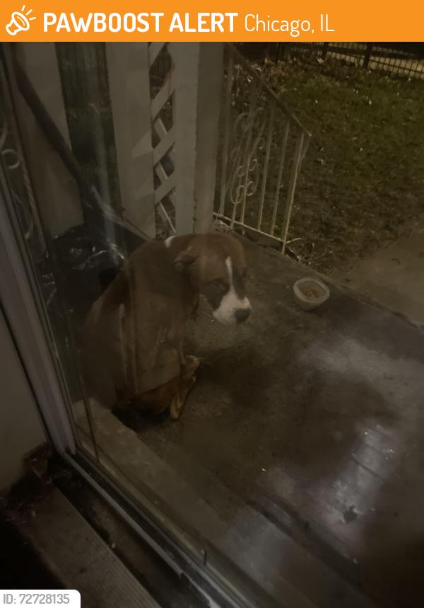 Found/Stray Male Dog last seen Near th street, Chicago, IL 60628