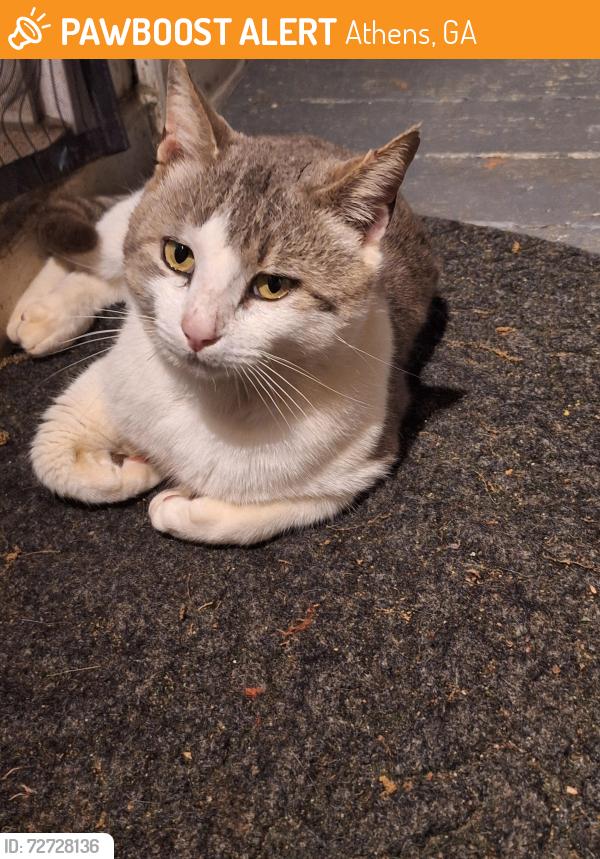 Found/Stray Male Cat last seen Hickory Point Drive, Athens, GA 30605