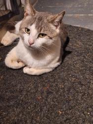 Found/Stray Male Cat last seen Hickory Point Drive, Athens, GA 30605