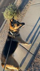 Found/Stray Unknown Dog last seen Carefree Hwy by the Frys, Cave Creek, AZ 85331