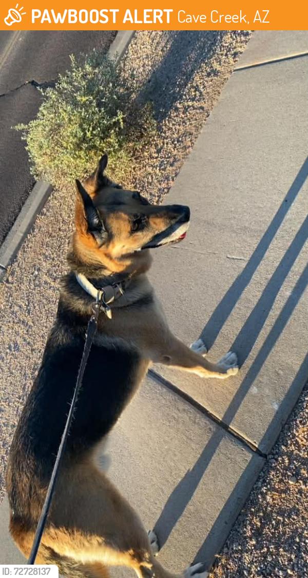 Found/Stray Unknown Dog last seen Carefree Hwy by the Frys, Cave Creek, AZ 85331