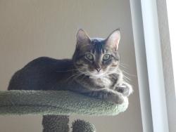 Lost Female Cat last seen Old Moneterey apmts, south of Jefferson & Battlefield, Springfield, MO 65807