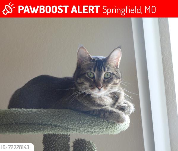 Lost Female Cat last seen Old Moneterey apmts, south of Jefferson & Battlefield, Springfield, MO 65807