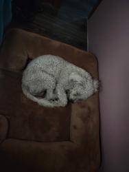 Lost Male Dog last seen Near Triggs St, Los Angeles, CA 90040