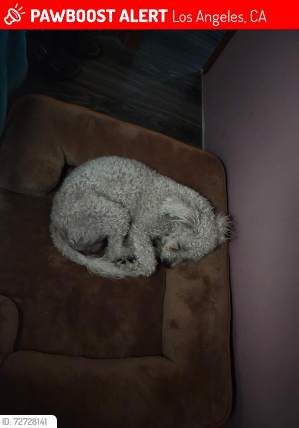 Lost Male Dog last seen Near Triggs St, Los Angeles, CA 90040