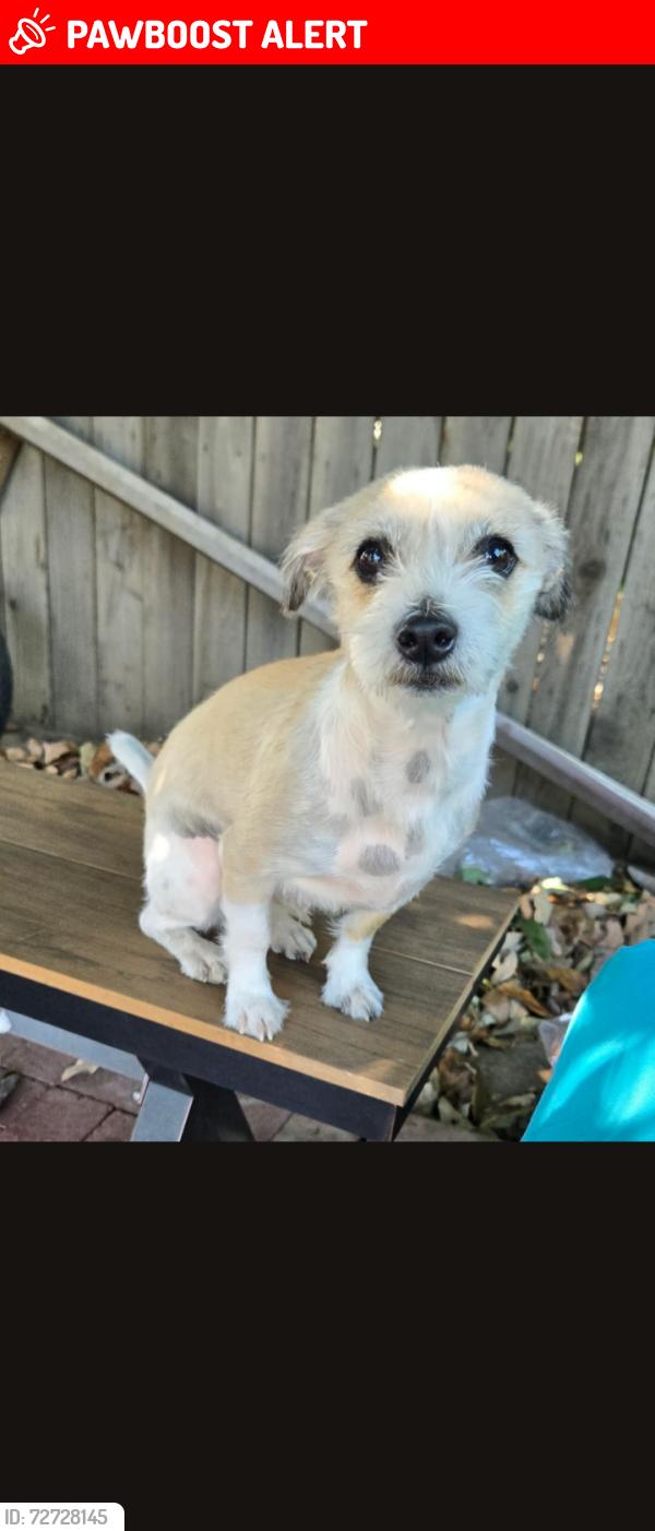 Lost Male Dog last seen Galemont avanone, Hacienda Heights, CA 91745
