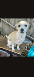 Lost Male Dog last seen Galemont avanone, Hacienda Heights, CA 91745