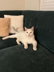 Found/Stray Male Cat last seen Bonnie Brae Street, Houston, TX 77006
