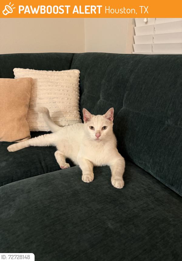 Found/Stray Male Cat last seen Bonnie Brae Street, Houston, TX 77006