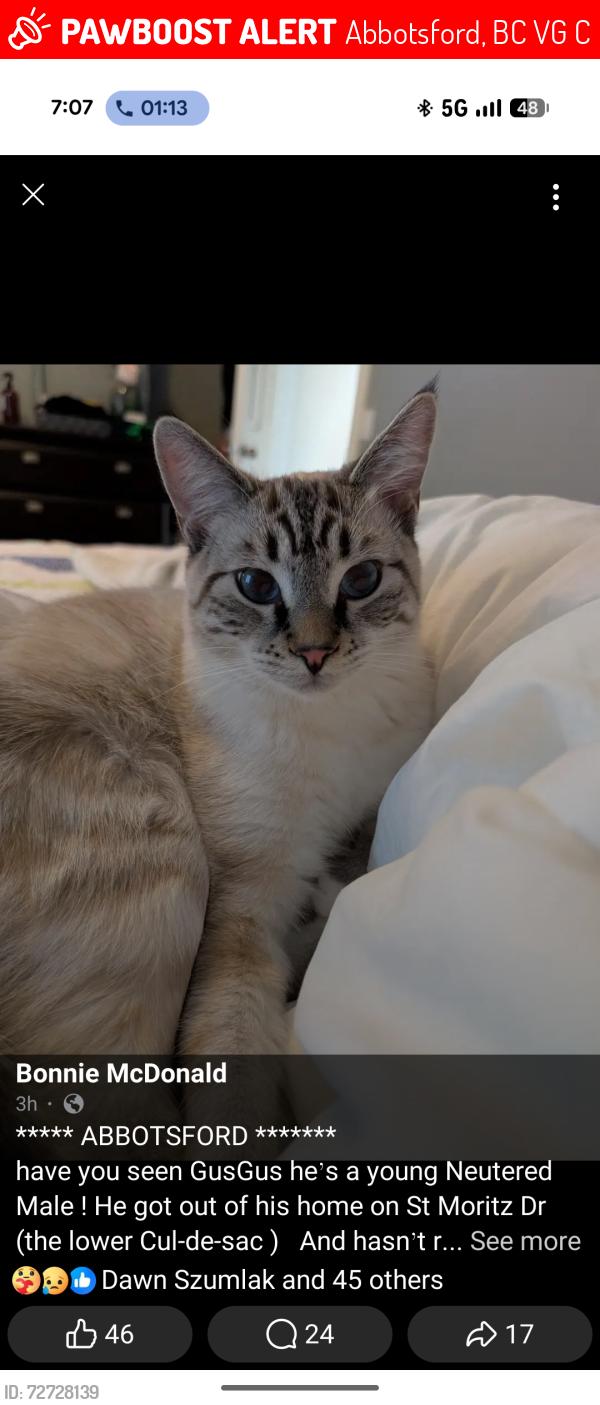 Lost Male Cat last seen Bernina cul-de-sac , Abbotsford, BC V3G 1C3