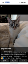 Lost Male Cat last seen Bernina cul-de-sac , Abbotsford, BC V3G 1C3