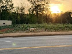 Found/Stray Male Dog last seen Daniel Morgan/St John, Spartanburg, SC 29301