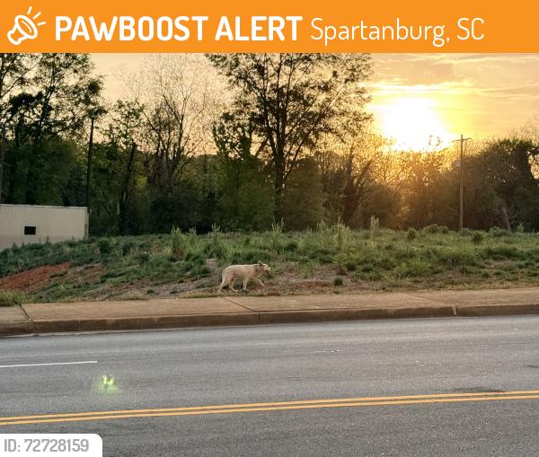Found/Stray Male Dog last seen Daniel Morgan/St John, Spartanburg, SC 29301