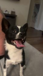 Lost Male Dog last seen Sneed Rd , Eagle Springs, NC 27242