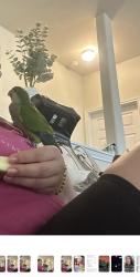 Lost Female Bird last seen Plantation lakes Area, Katy, TX 77449
