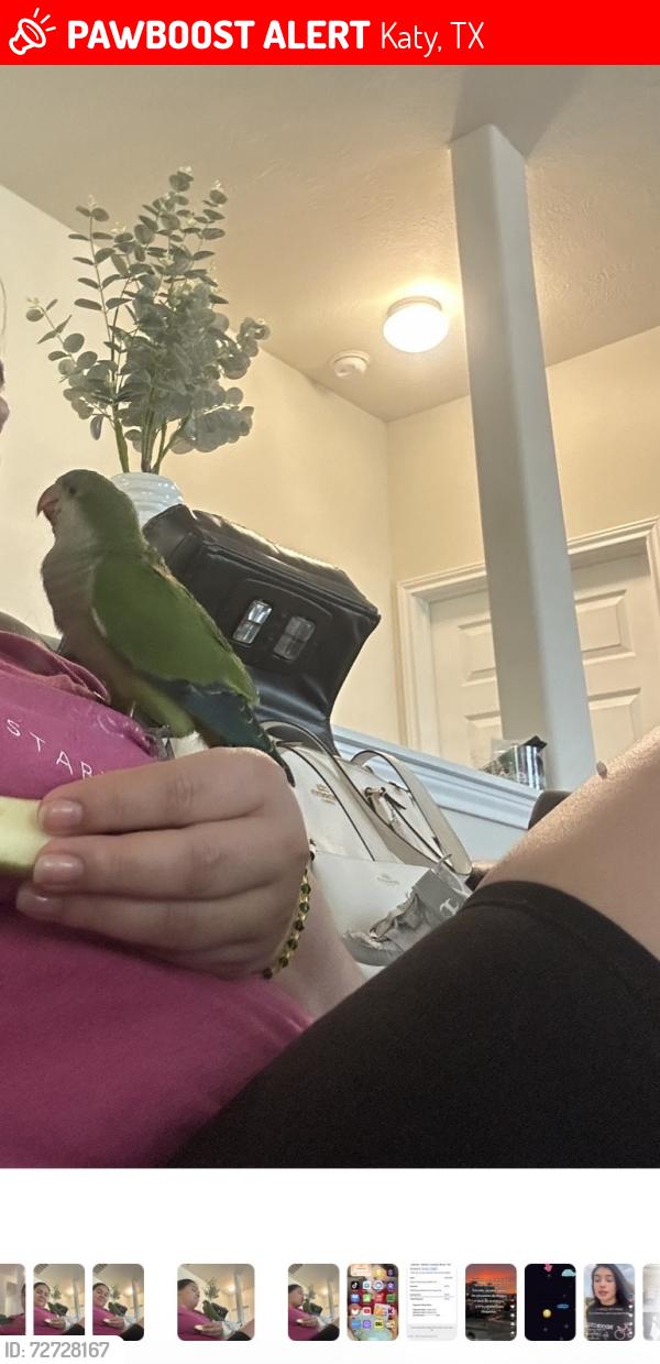 Lost Female Bird last seen Plantation lakes Area, Katy, TX 77449