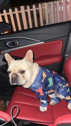 Lost Male Dog last seen S Kincaid St & Madison, Bakersfield, CA 93307