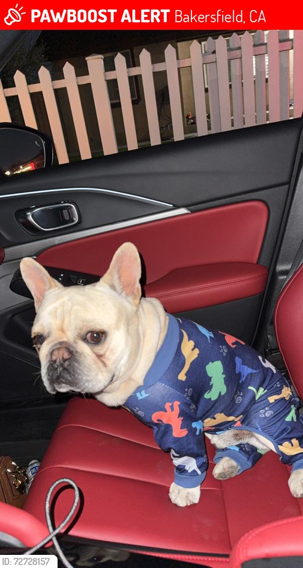 Lost Male Dog last seen S Kincaid St & Madison, Bakersfield, CA 93307