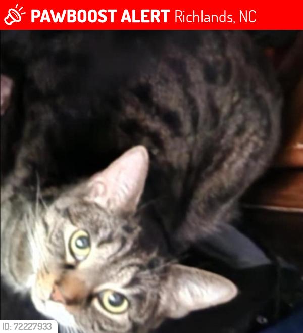 Lost Male Cat last seen The trees/wooded area near 302 Saybrook CT and 304 Saybrook CT, Richlands, NC 28574