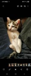 Lost Female Cat last seen Tumwater high School, Tumwater, WA 98501