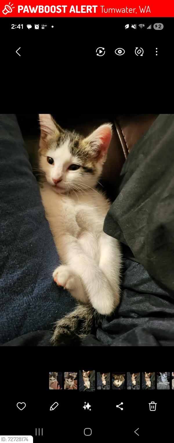 Lost Female Cat last seen Tumwater high School, Tumwater, WA 98501