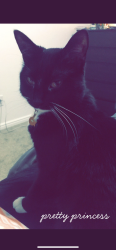 Lost Female Cat last seen Near e, crimson apmts , Murray, UT 84107