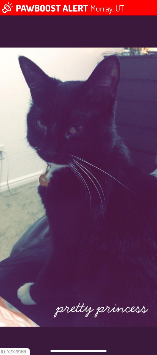 Lost Female Cat last seen Near e, crimson apmts , Murray, UT 84107