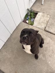 Found/Stray Male Dog last seen Near elkhorn blvd , North Highlands, CA 95660
